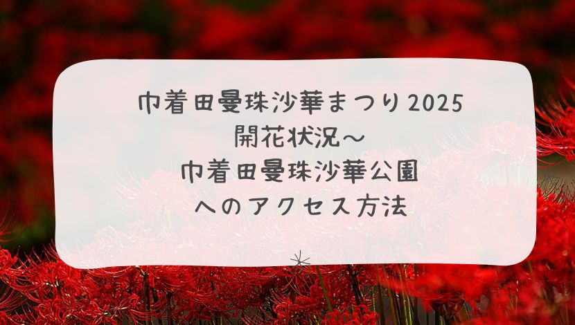 巾着田曼珠沙華まつり2025：開花状況～巾着田曼珠沙華公園へのアクセス方法